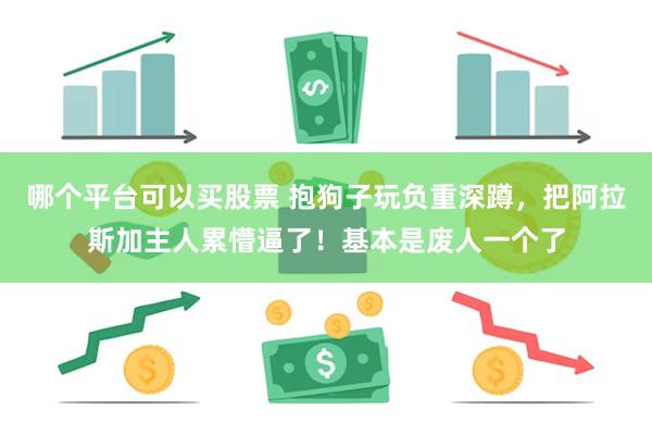 哪个平台可以买股票 抱狗子玩负重深蹲，把阿拉斯加主人累懵逼了！基本是废人一个了